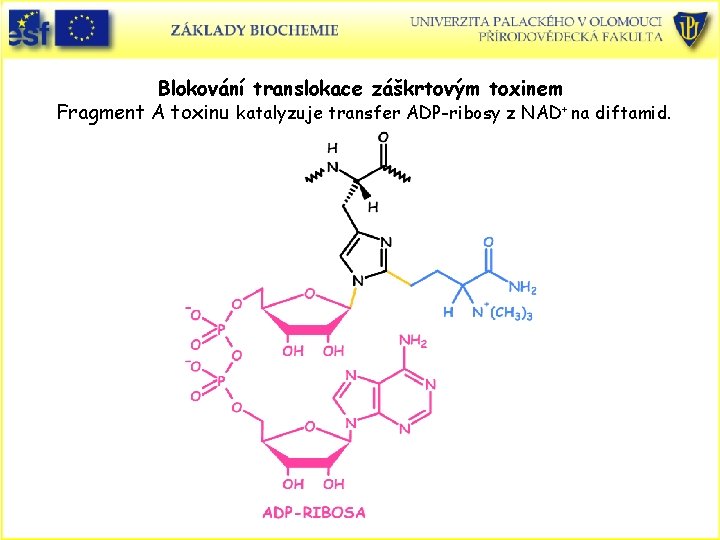 Blokování translokace záškrtovým toxinem Fragment A toxinu katalyzuje transfer ADP-ribosy z NAD+ na diftamid.