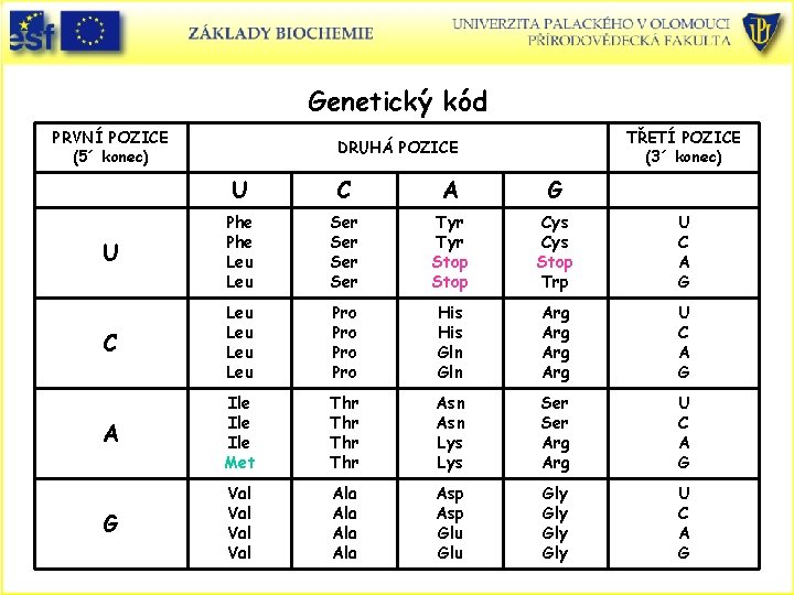 Genetický kód PRVNÍ POZICE (5´ konec) TŘETÍ POZICE (3´ konec) DRUHÁ POZICE U C
