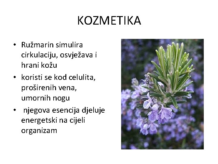 KOZMETIKA • Ružmarin simulira cirkulaciju, osvježava i hrani kožu • koristi se kod celulita,