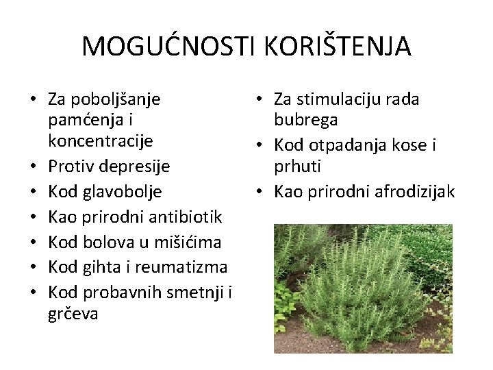 MOGUĆNOSTI KORIŠTENJA • Za poboljšanje pamćenja i koncentracije • Protiv depresije • Kod glavobolje