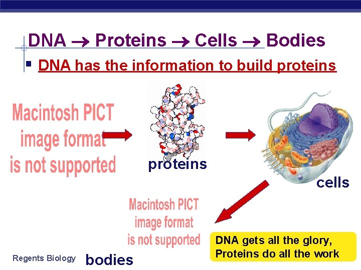 From Gene to Protein Regents Biology 2005 2006
