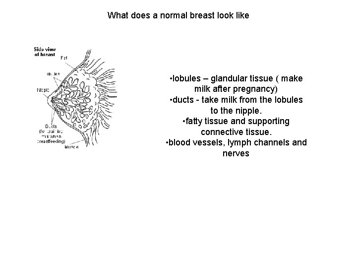 What does a normal breast look like • lobules – glandular tissue ( make
