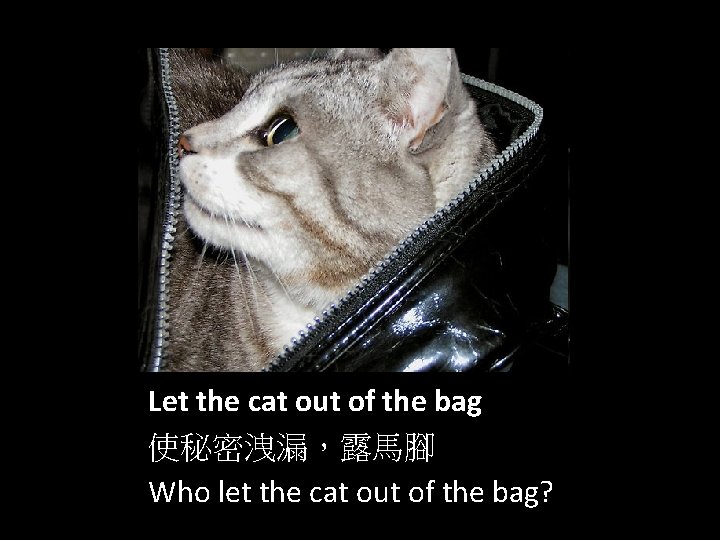 Let the cat out of the bag 使秘密洩漏，露馬腳 Who let the cat out of