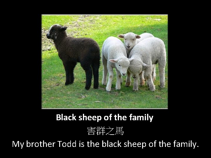 Black sheep of the family 害群之馬 My brother Todd is the black sheep of