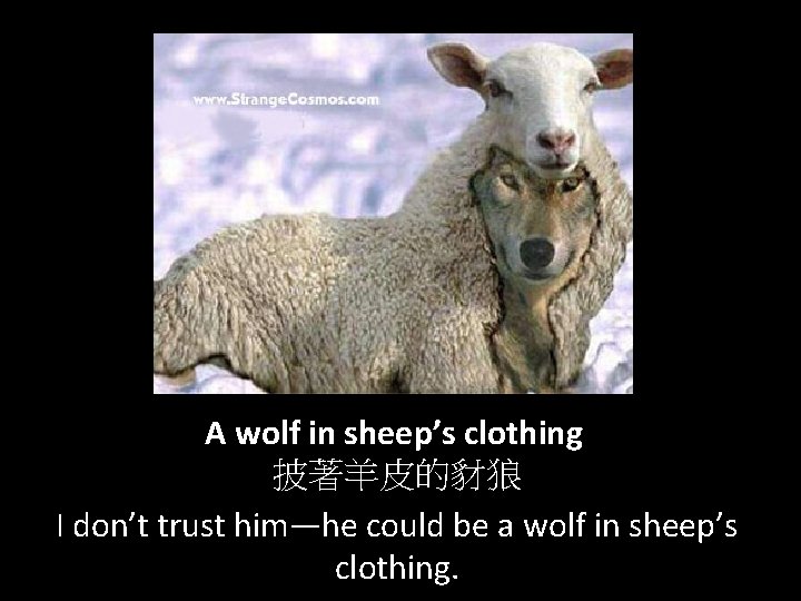 A wolf in sheep’s clothing 披著羊皮的豺狼 I don’t trust him—he could be a wolf