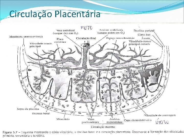 Circulação Placentária 
