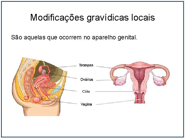 Modificações gravídicas locais São aquelas que ocorrem no aparelho genital. 