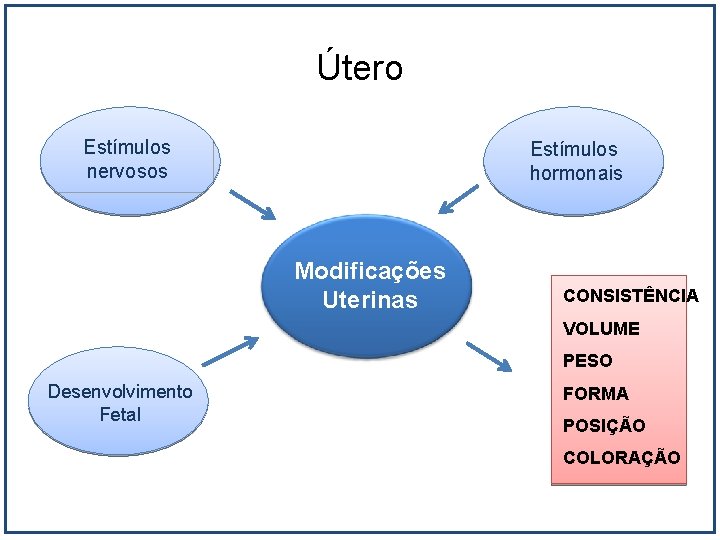 Útero Estímulos nervosos Estímulos hormonais Modificações Uterinas CONSISTÊNCIA VOLUME PESO Desenvolvimento Fetal FORMA POSIÇÃO