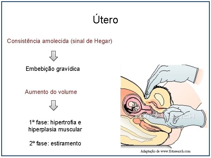 Útero Consistência amolecida (sinal de Hegar) Embebição gravídica Aumento do volume 1ª fase: hipertrofia