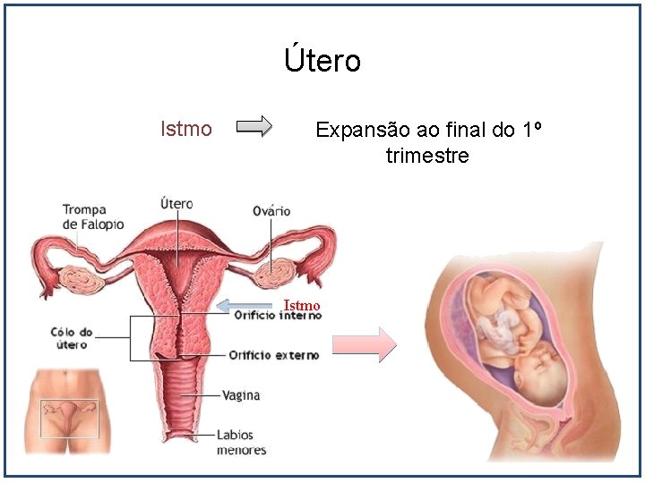 Útero Istmo Expansão ao final do 1º trimestre Istmo 