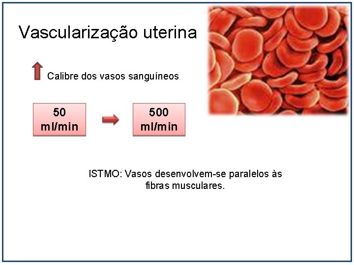 Vascularização uterina Calibre dos vasos sanguíneos 50 ml/min 500 ml/min ISTMO: Vasos desenvolvem-se paralelos