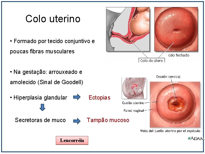 Colo uterino • Formado por tecido conjuntivo e poucas fibras musculares • Na gestação: