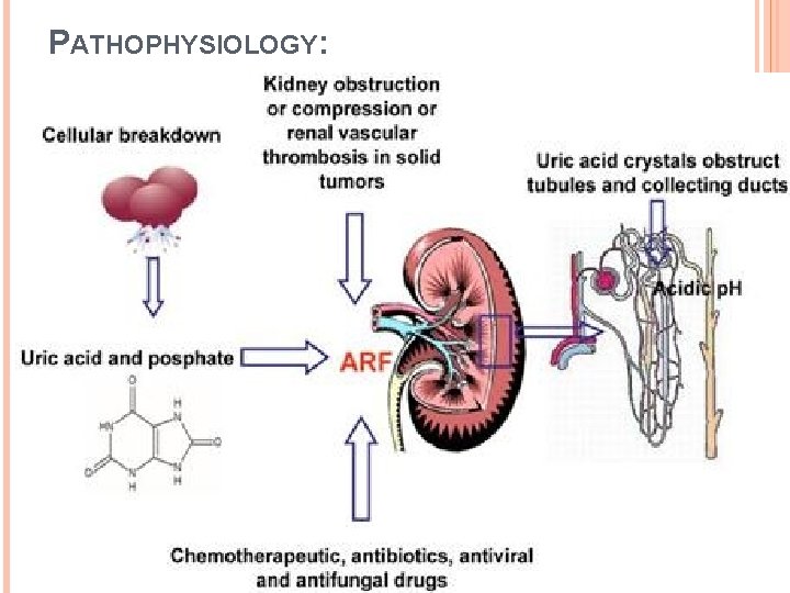 PATHOPHYSIOLOGY: 