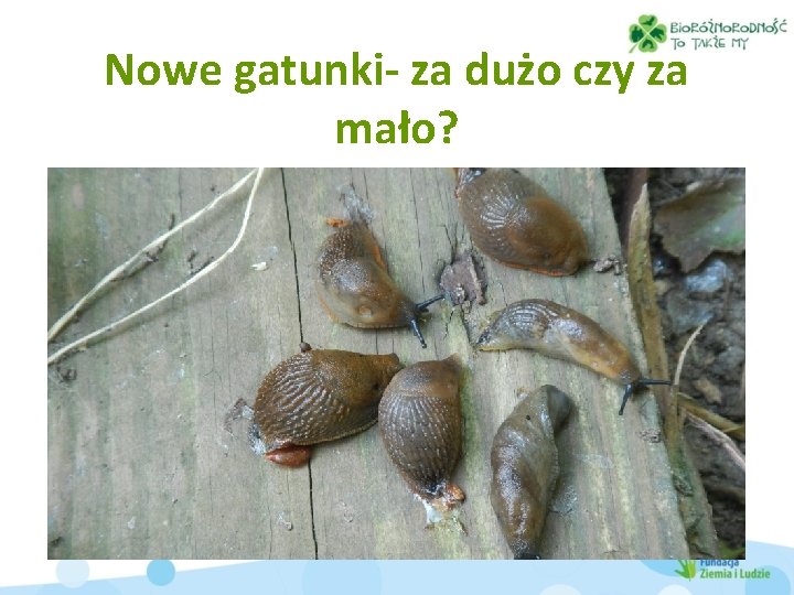 Nowe gatunki- za dużo czy za mało? 