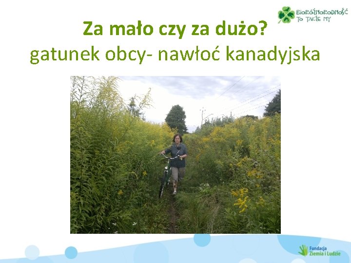 Za mało czy za dużo? gatunek obcy- nawłoć kanadyjska 