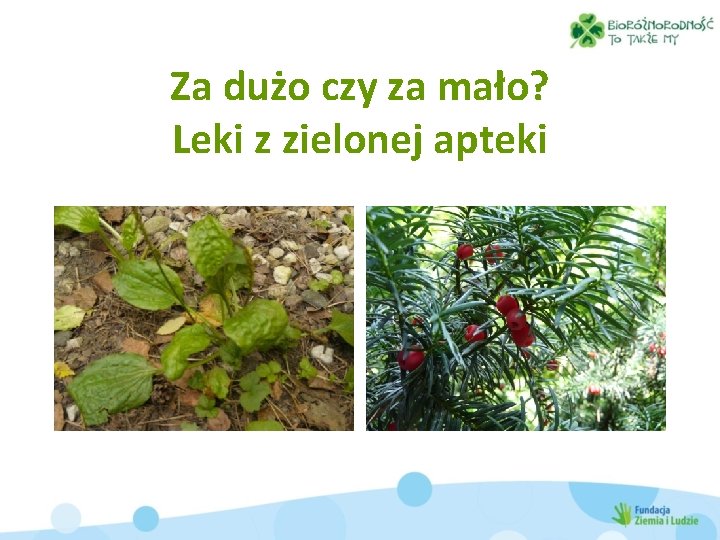 Za dużo czy za mało? Leki z zielonej apteki 