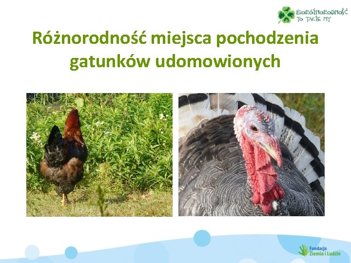 Różnorodność miejsca pochodzenia gatunków udomowionych 