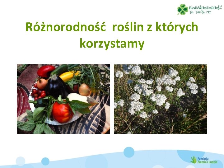 Różnorodność roślin z których korzystamy 