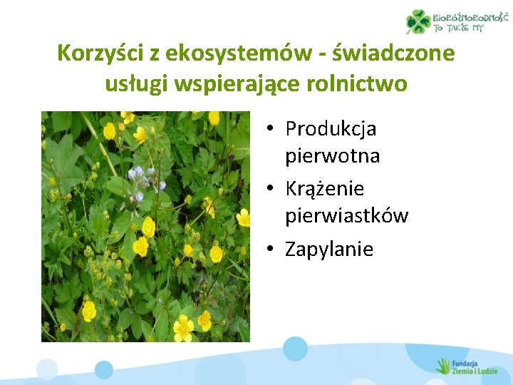 Korzyści z ekosystemów - świadczone usługi wspierające rolnictwo • Produkcja pierwotna • Krążenie pierwiastków