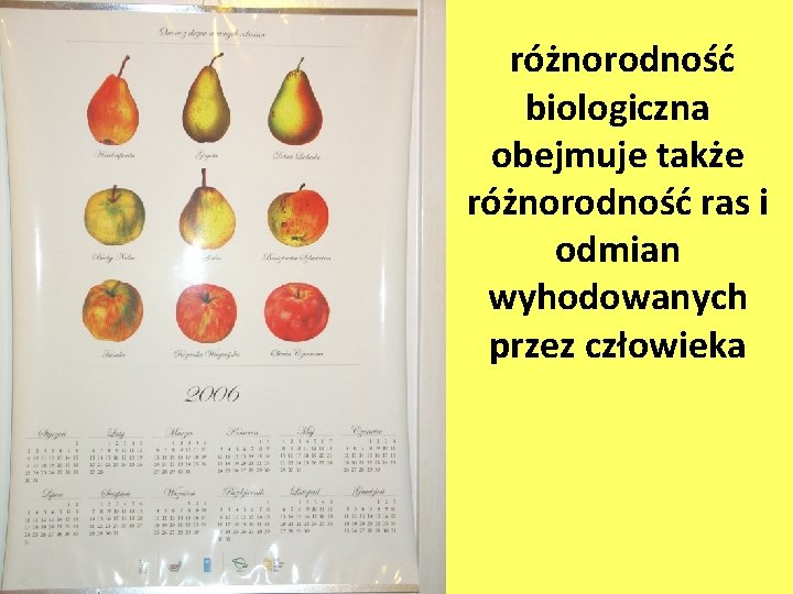 różnorodność biologiczna obejmuje także różnorodność ras i odmian wyhodowanych przez człowieka 