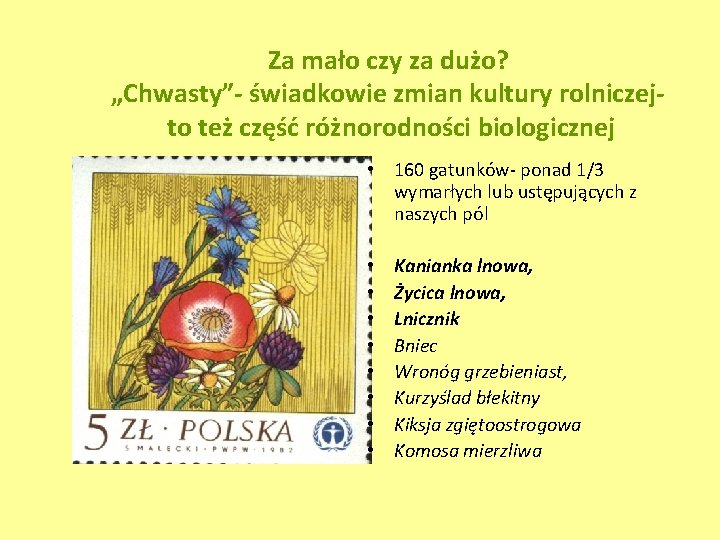 Za mało czy za dużo? „Chwasty”- świadkowie zmian kultury rolniczejto też część różnorodności biologicznej