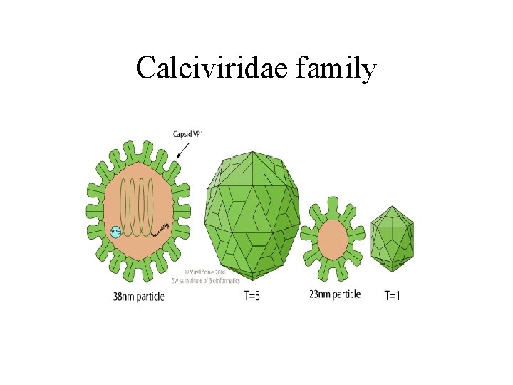 Calciviridae family 