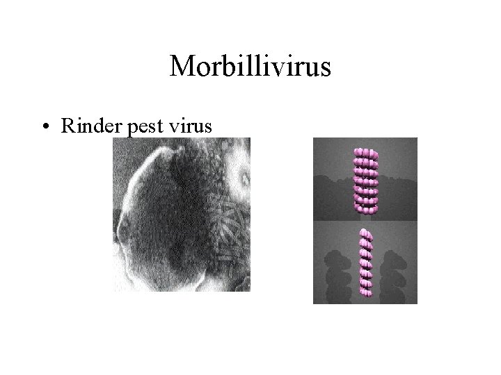 Morbillivirus • Rinder pest virus 