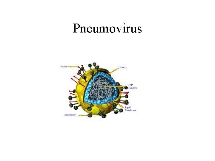 Pneumovirus 
