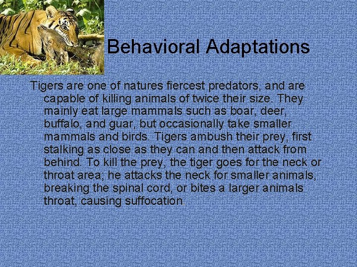 Tigers Behavioral Adaptations Tigers are one of natures fiercest predators, and are capable of