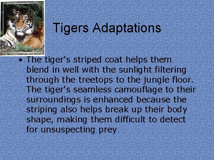 Tigers Adaptations • The tiger's striped coat helps them blend in well with the