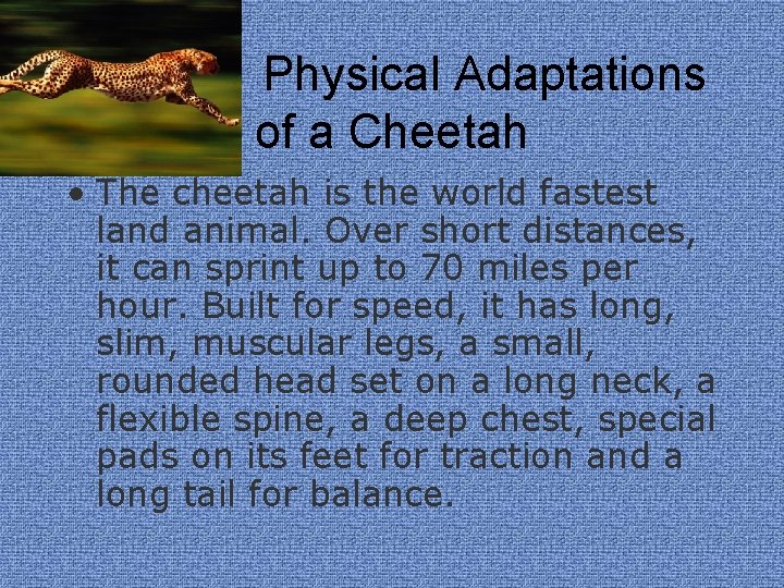 Physical Adaptations of a Cheetah • The cheetah is the world fastest land animal.