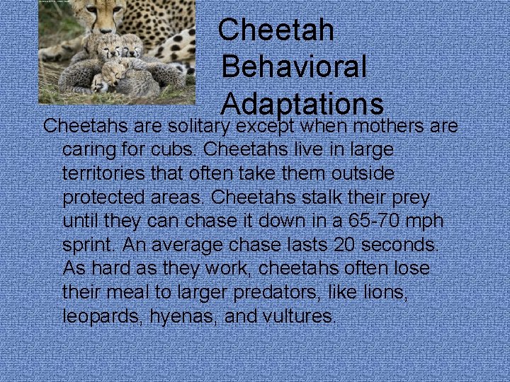 Cheetah Behavioral Adaptations Cheetahs are solitary except when mothers are caring for cubs. Cheetahs