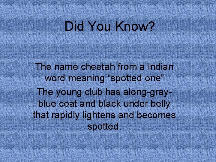 Did You Know? The name cheetah from a Indian word meaning “spotted one” The