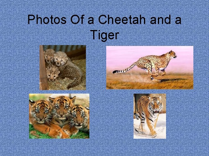 Photos Of a Cheetah and a Tiger 