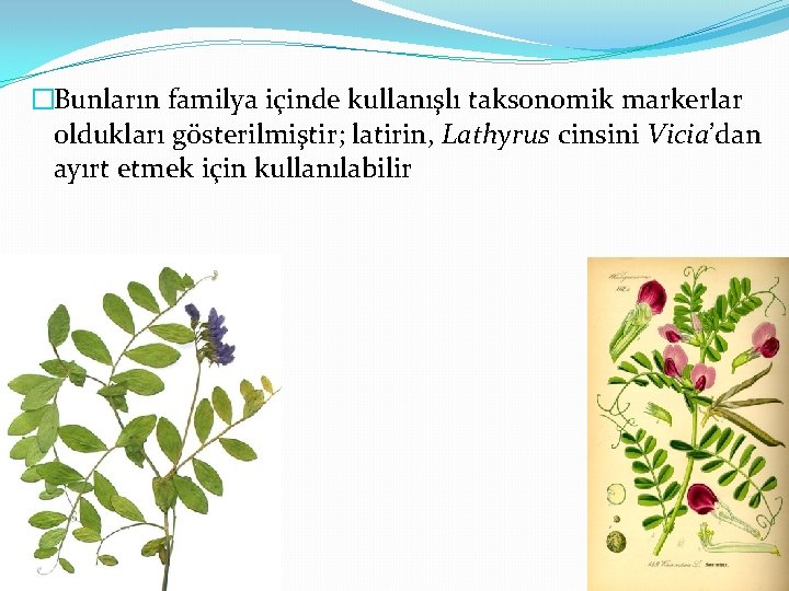 �Bunların familya içinde kullanışlı taksonomik markerlar oldukları gösterilmiştir; latirin, Lathyrus cinsini Vicia’dan ayırt etmek