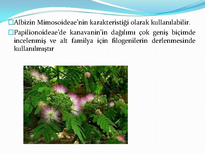 �Albizin Mimosoideae’nin karakteristiği olarak kullanılabilir. �Papilionoideae’de kanavanin’in dağılımı çok geniş biçimde incelenmiş ve alt