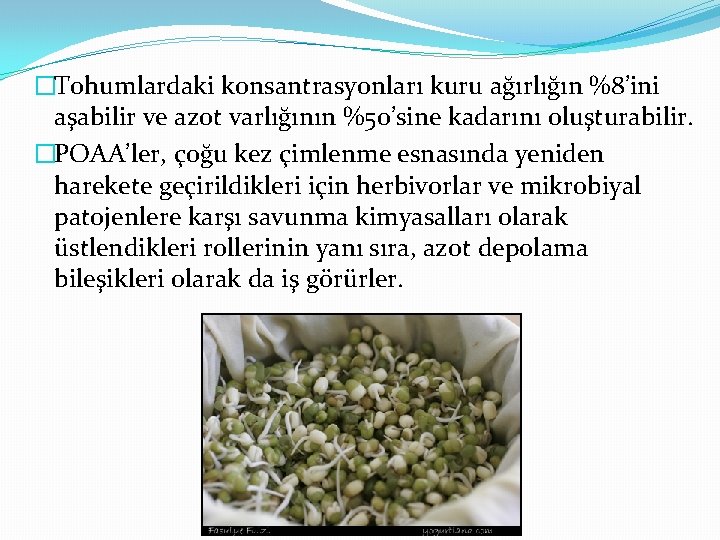 �Tohumlardaki konsantrasyonları kuru ağırlığın %8’ini aşabilir ve azot varlığının %50’sine kadarını oluşturabilir. �POAA’ler, çoğu