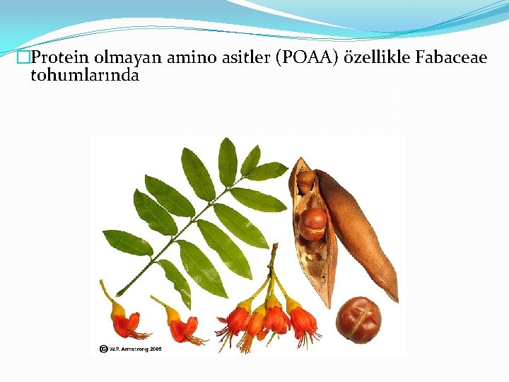 �Protein olmayan amino asitler (POAA) özellikle Fabaceae tohumlarında 