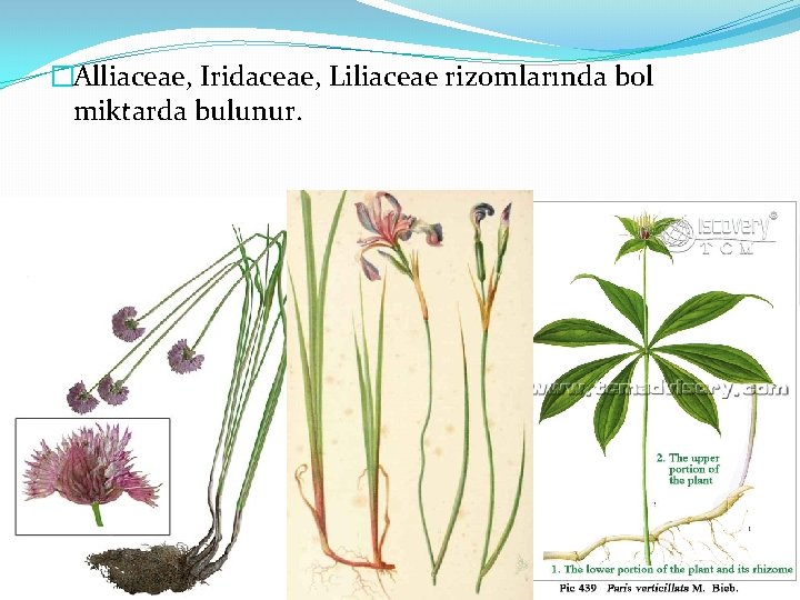 �Alliaceae, Iridaceae, Liliaceae rizomlarında bol miktarda bulunur. 