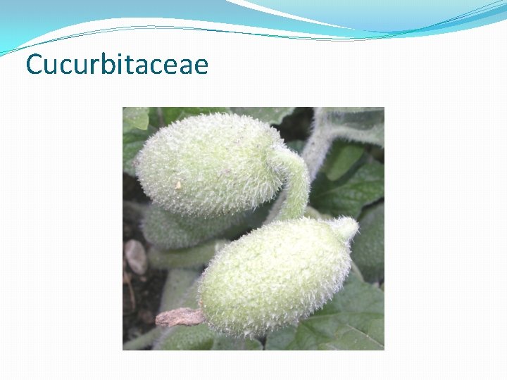 Cucurbitaceae 