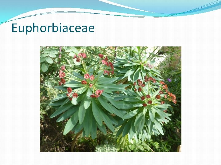 Euphorbiaceae 