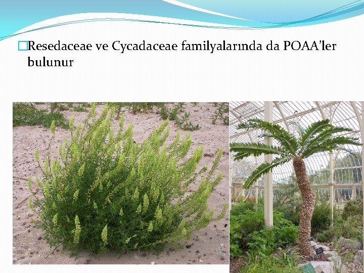 �Resedaceae ve Cycadaceae familyalarında da POAA’ler bulunur 