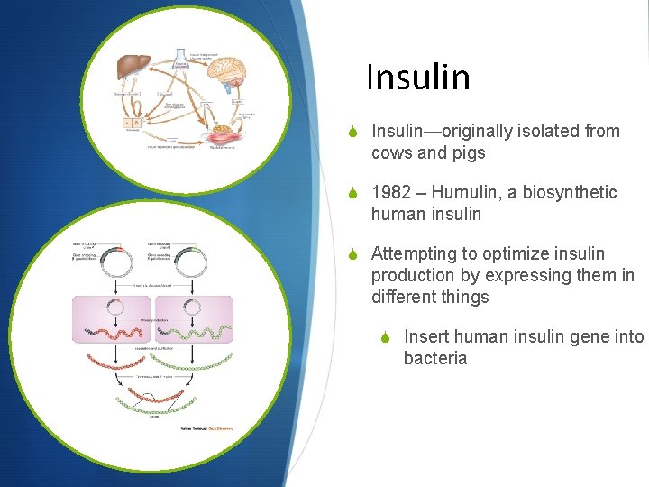 Insulin S Insulin—originally isolated from cows and pigs S 1982 – Humulin, a biosynthetic