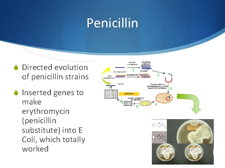 Penicillin S Directed evolution of penicillin strains S Inserted genes to make erythromycin (penicillin