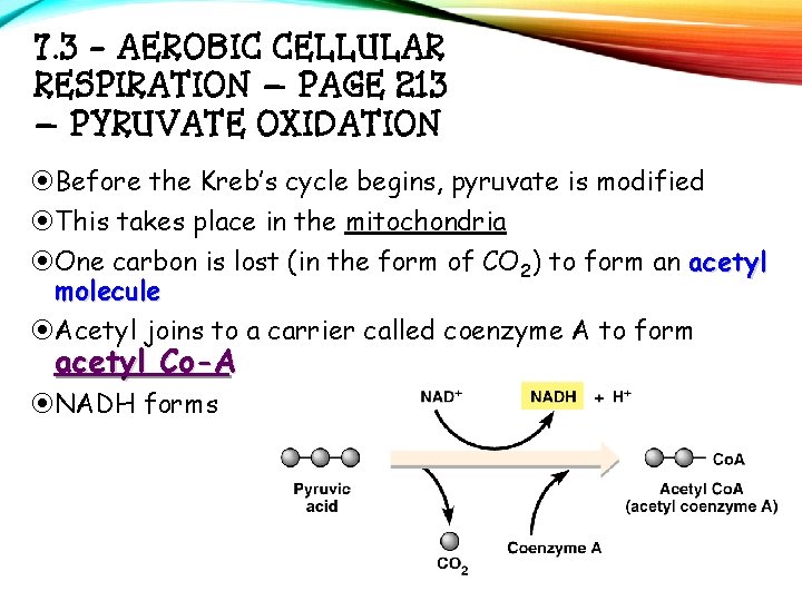 7. 3 - AEROBIC CELLULAR RESPIRATION – PAGE 213 – PYRUVATE OXIDATION Before the