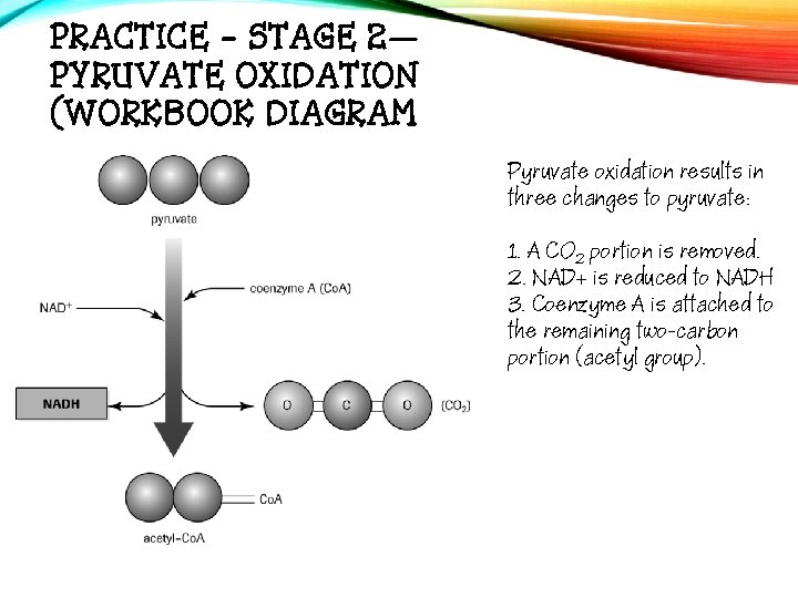 PRACTICE - STAGE 2— PYRUVATE OXIDATION (WORKBOOK DIAGRAM Pyruvate oxidation results in three changes