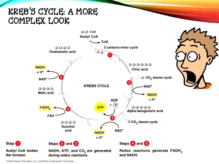 KREB’S CYCLE: A MORE COMPLEX LOOK 