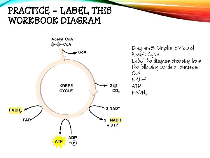 PRACTICE - LABEL THIS WORKBOOK DIAGRAM Diagram 5: Simplistic View of Kreb’s Cycle Label