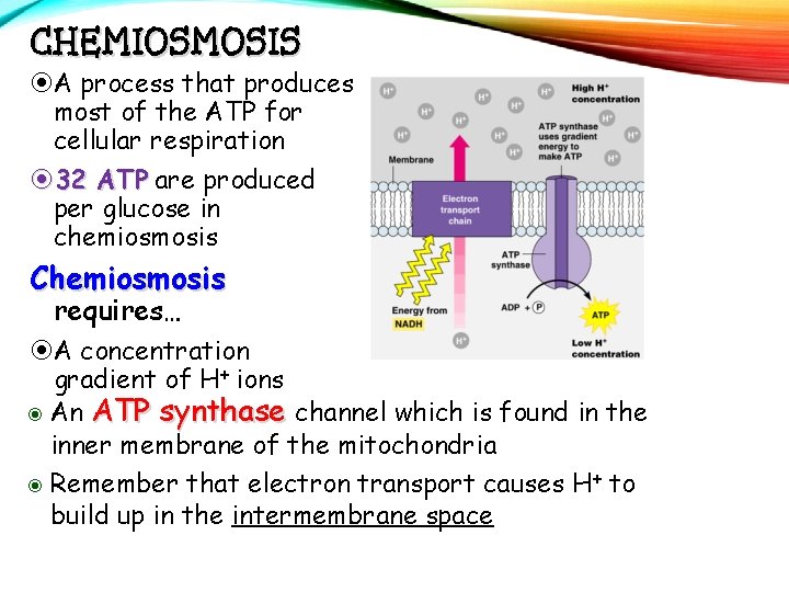 CHEMIOSMOSIS A process that produces most of the ATP for cellular respiration 32 ATP