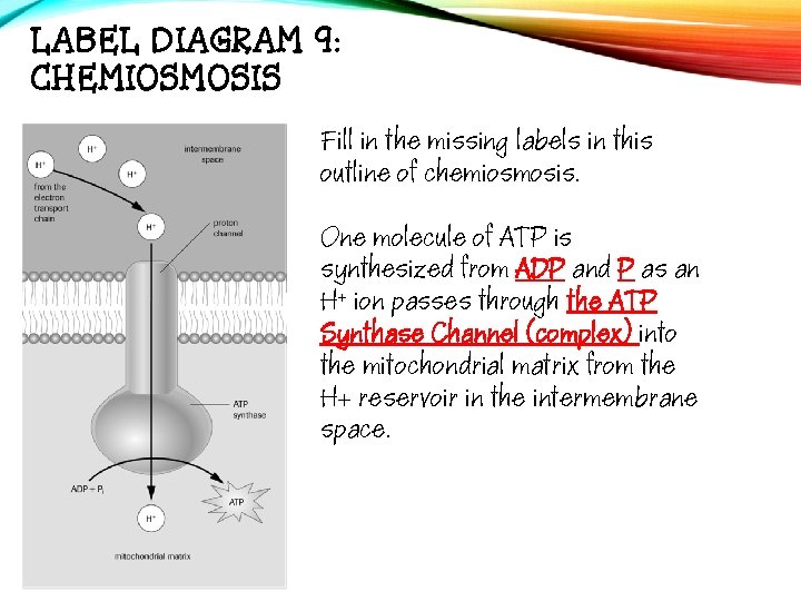 LABEL DIAGRAM 9: CHEMIOSMOSIS Fill in the missing labels in this outline of chemiosmosis.